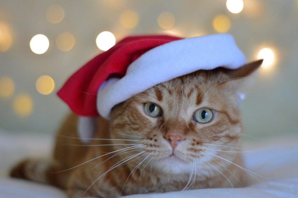 ecommerce natale